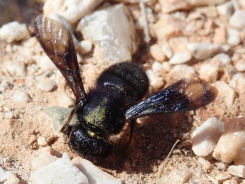 Megachile parietina